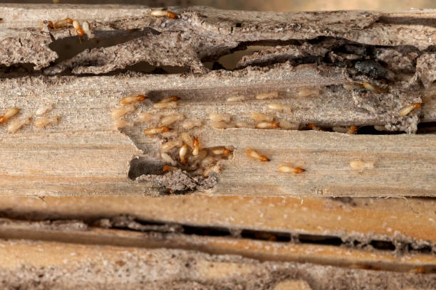 Best Best Pest Control Near Me  in Chickamau, GA